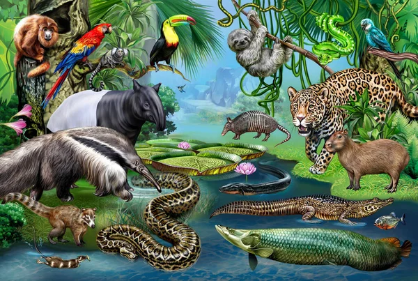 南美洲的动物 亚马逊雨林特有的动物 典型的动植物代表 大海报 写实的图画 书中的插图 — 图库照片