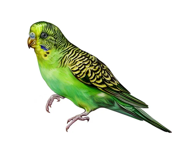 Budgerigar Melopsittacus Undulatus Realistic Drawing Illustration Australia Bird Encyclopedia Pets — Stock Photo, Image