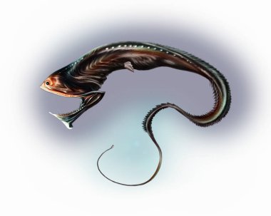 Derin deniz balığı Saccopharynx ampullaceus, karanlık okyanus derinliklerinde yaşayan, kurbanları canlı canlı yiyen bir canavar.