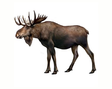 Geyik (Alces), gerçekçi çizim, orman ve bataklık hayvanlarının ansiklopedisi için çizim, büyük artiodactyl memeli, beyaz arka planda izole görüntü