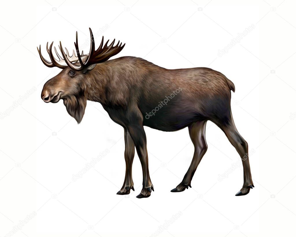 Elk (Alces), realistic drawing, illustration for encyclopedia of animals of forests and marshes, large artiodactyl mammal, isolated image on white background