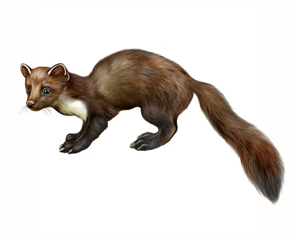 Marten Martes Realistic Drawing Illustration Animal Encyclopedia Taiga Inhabitant Isolated — Stock Photo, Image