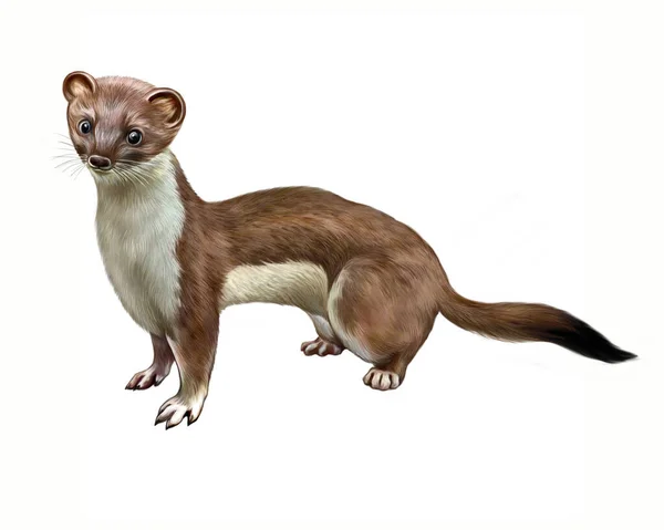 Weasel Mustela Nivalis Realistic Drawing Illustration Animal Encyclopedia Isolated Image — Stock Photo, Image