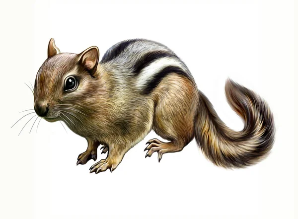 Chipmunk Tamias Realistische Tekening Illustratie Voor Dierenencyclopedie Gestreept Knaagdier Geïsoleerd — Stockfoto