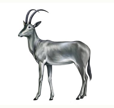 Bluebuck, mavi antilop (Hippotragus Leucophaeus), nesli tükenmiş hayvanların ansiklopedisi için gerçekçi çizim, siyah kitap, beyaz arkaplanda izole edilmiş görüntü