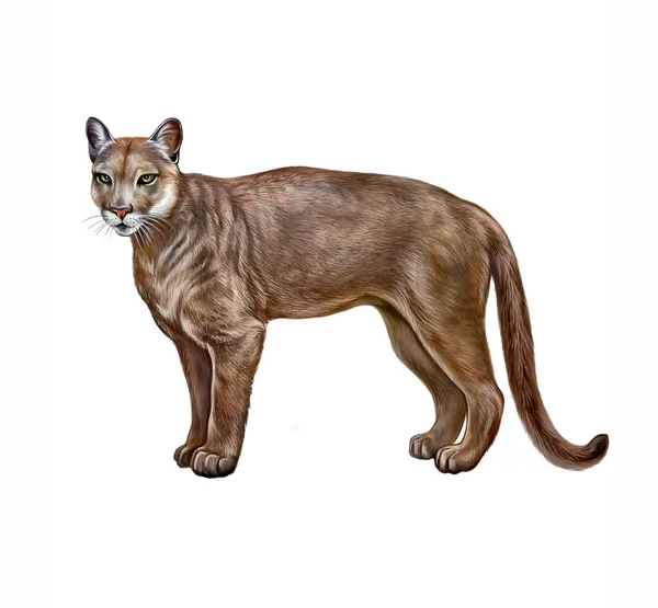 Eastern Cougar Puma Concolor Couguar Realistic Drawing Illustration Encyclopedia Extinct — Stock Photo, Image