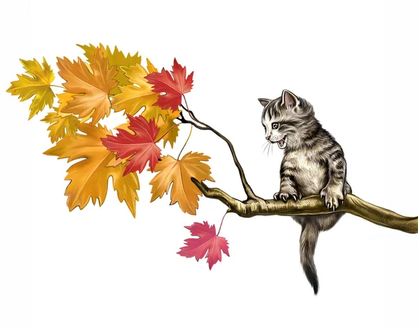 단풍나무 가지에 고양이 외따로 떨어져 위에서 — 스톡 사진