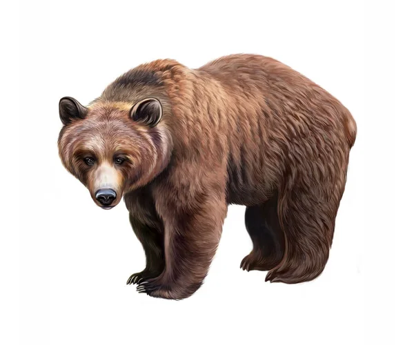 Niedźwiedź Grizzly Ursus Arctos Horribilis Realistyczny Rysunek Ilustracja Encyklopedii Zwierząt — Zdjęcie stockowe