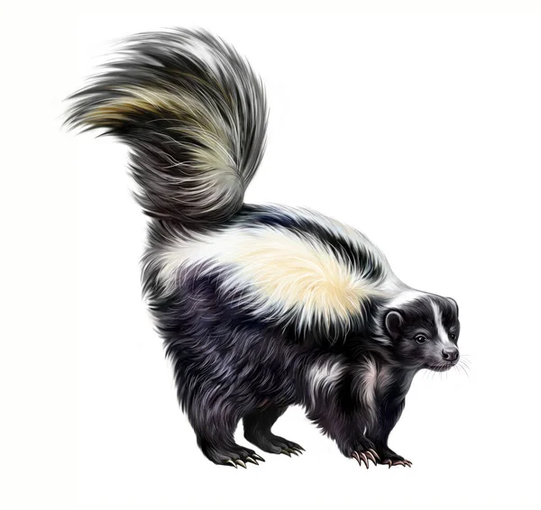 Skunk Listrado Mefitis Mefitis Desenho Realista Ilustração Para Enciclopédia Animais — Fotografia de Stock