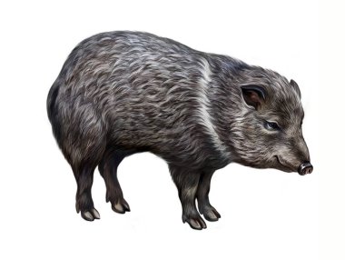 Yakalı peccary (Pecari tajacu), gerçekçi çizim, Kuzey Amerika 'daki hayvanların ansiklopedisi için çizim, beyaz arka planda izole edilmiş görüntü