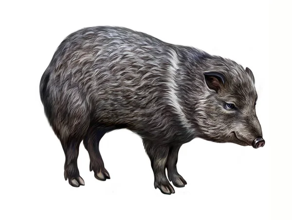 Collared Peccary Pecari Tajacu Realistic Drawing Illustration Encyclopedia Animals North — 스톡 사진