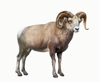 Bighorn koyunu (Ovis canadensis), gerçekçi çizim, Kuzey Amerika dağlarındaki hayvanların ansiklopedisi için illüstrasyon, beyaz arka planda izole edilmiş görüntü.