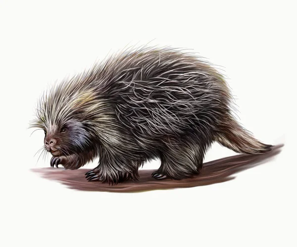 North American Porcupine Erethizon Dorsatum Realistic Drawing Illustration Encyclopedia Animals — Stock Photo, Image