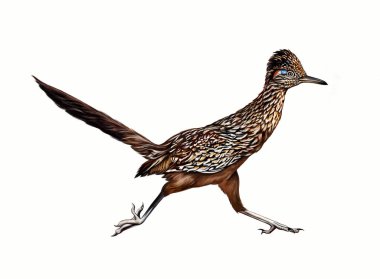 Greater roadrunner (Geococcyx californianus) running, realistic drawing, illustration for the encyclopedia of animals and birds of North America, isolated image on a white background clipart