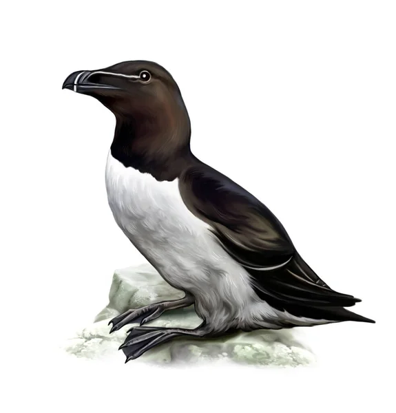 Razorbill Alca Torda Sitting Stone Realistic Drawing Illustration Encyclopedia Animals — Stock Photo, Image