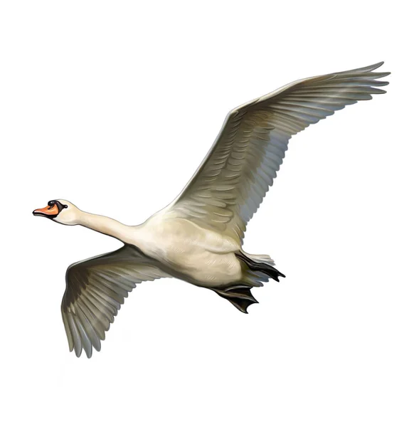 Swan Flying Cygnus Realistic Drawing Illustration Encyclopedia Animals Birds Isolated — Stock Photo, Image