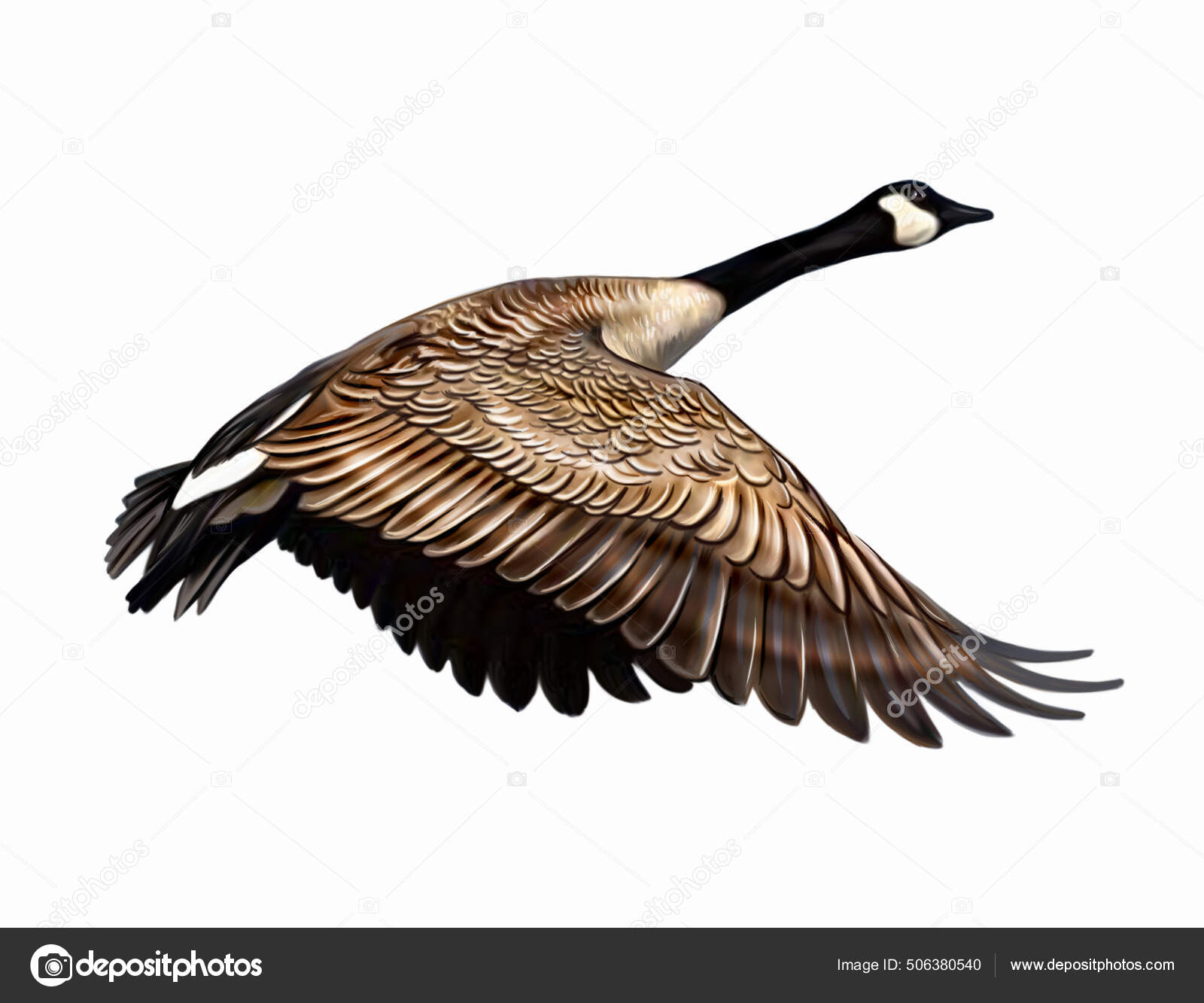Canada Goose Branta Canadensis Flying Realistic Drawing Illustration