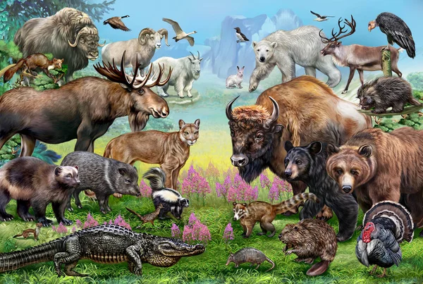 Tiere Nordamerikas Vor Dem Hintergrund Der Natur Bühnenbild Farbplakat Illustration — Stockfoto