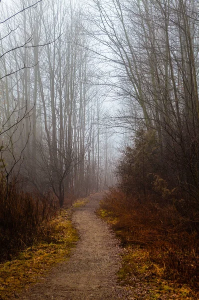 Chemin Avec Brouillard Arbres Brouillard Des Couleurs Hivernales Paysage Typiquement — Photo
