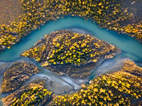 Sonbaharda ada ve Chuya Nehri 'nde Sarı Karaçalar. Havadan Yukarıdan Aşağı Görünümü. Kurai Steppe, Altai, Rusya