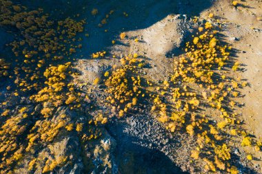 Sonbaharda Dağ yamacındaki Sarı Karidesler. Havadan Yukarıdan Aşağı Görünümü. Altai, Rusya