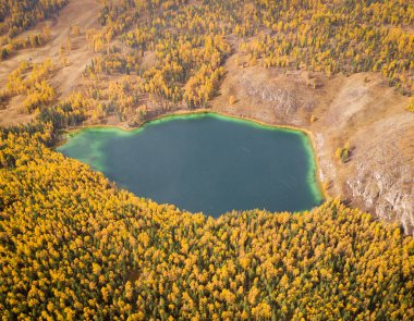 Sonbaharda Uchkel Gölü ve Yellow Larch Ormanı. Hava görüntüsü. Ulagan Platosu, Altai Cumhuriyeti, Rusya