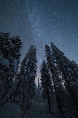Blue Milky Way over Coniferous Trees at Winter Night. Taganay National Park, Southern Urals, Russia.