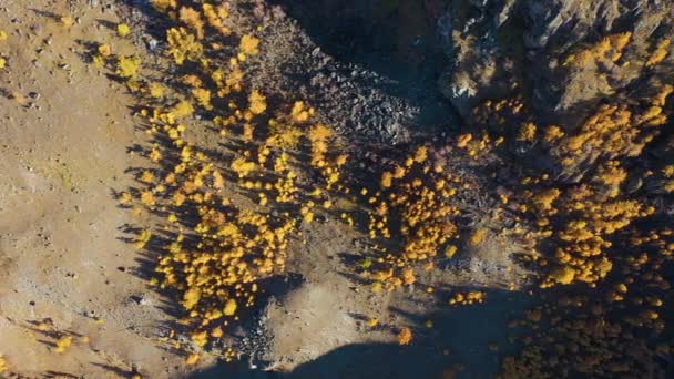 Κίτρινα Larches στο Mountain Slope το φθινόπωρο, Aerial Top-Down View. Altai, Ρωσία — Αρχείο Βίντεο