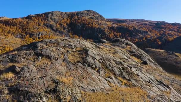 Keltaiset lehtikuuset ja vuoret syksyllä, ilmakuva. Altai, Venäjä — kuvapankkivideo