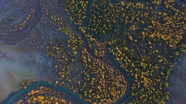 Sonbaharda Yellow Larches ve Chuya River. Hava görüntüsü. Altai, Rusya
