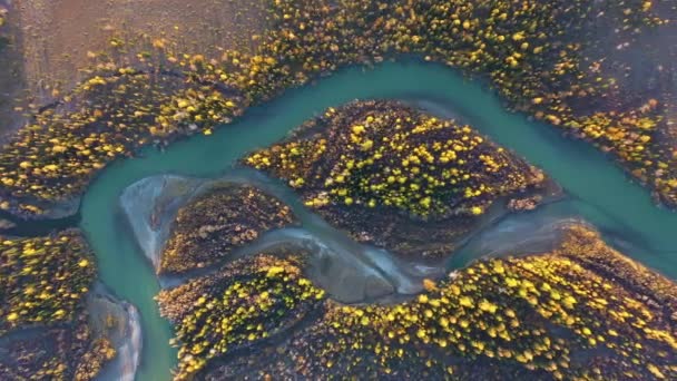 Gelbe Lärchen auf der Insel und am Fluss Chuya im Herbst. Luftaufnahme. Altai, Russland — Stockvideo