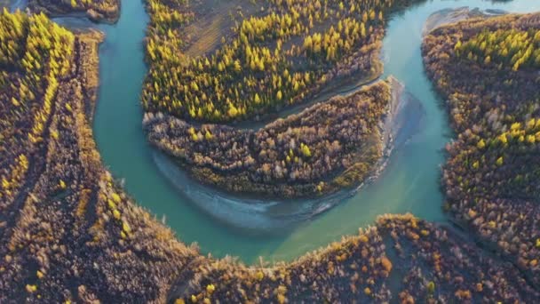 Gelbe Lärchen und der Fluss Chuya mäandern im Herbst. Luftaufnahme. Altai, Russland — Stockvideo