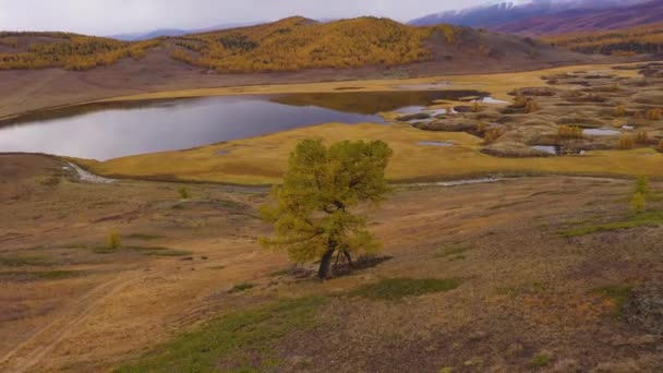 Lonely Tree, Lake and Mountains. Eshtykelplatån. Altai-bergen, Ryssland — Stockvideo