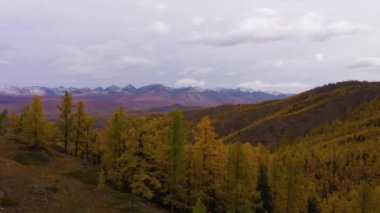 Kurai Steppe, Yellow Larches ve Kurai Ridge in Autumn. Altai Dağları, Rusya