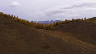Kurai Steppe, Yellow Larches ve Kurai Ridge in Autumn. Altai Dağları, Rusya
