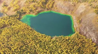Sonbaharda Uchkel Gölü ve Yellow Larch Ormanı. Hava görüntüsü. Altai, Rusya