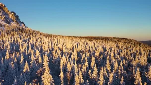 针叶林覆盖着白雪.Taganay国家公园。空中景观。俄罗斯 — 图库视频影像