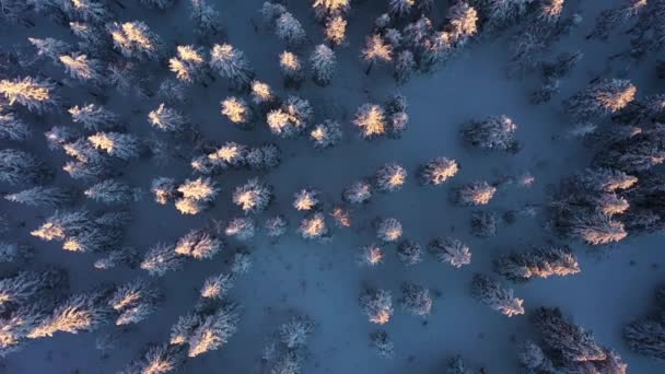 Bosque de coníferas en invierno. Parque Nacional Taganay. Vista aérea de arriba hacia abajo. Rusia — Vídeos de Stock