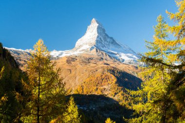 Matterhorn Dağı ve Sonbaharda Güneşli Sabahta Sarı Karavanlar. Sonbahar Renkleri. İsviçre Alpleri. Valais, İsviçre
