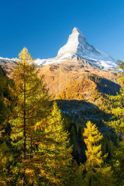 Matterhorn Dağı ve Sonbaharda Güneşli Sabahta Sarı Karavanlar. Sonbahar Renkleri. İsviçre Alpleri. Valais, İsviçre