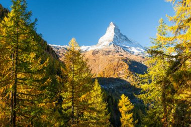 Matterhorn Dağı ve Sonbaharda Güneşli Sabahta Sarı Karavanlar. Sonbahar Renkleri. İsviçre Alpleri. Valais, İsviçre