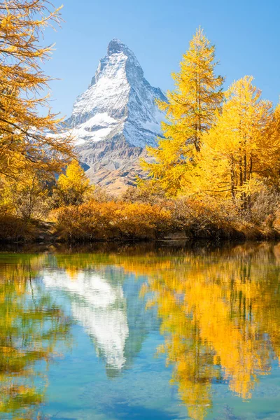 Matterhorn Dağı ve Sonbaharda Güneşli Gün 'de Sarı Altın Karidesler. Grindjisee Gölü 'nün yansıması. Sonbahar Renkleri. İsviçre Alpleri. Valais, İsviçre