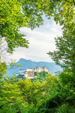 Güneşli yaz gününde Yeşil Ağaç Dalları ve Hohensalzburg Kalesi. Arka plandaki dağlar. Avusturya