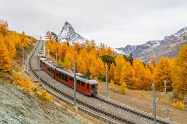 Rack Demiryolu Kırmızı Treni, Matterhorn Dağı ve Sonbaharda Sarı Altın Karaça. İsviçre Alpleri. Zermatt, Valais, İsviçre. Geniş Görüntü