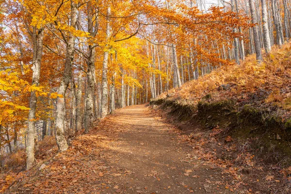 Sonbaharda Sao Lourenco Ormanı. Sarı Kayın Ormanı ve Yürüyüş Yolu. Sonbahar Renkleri. Serra da Estrela, Portekiz