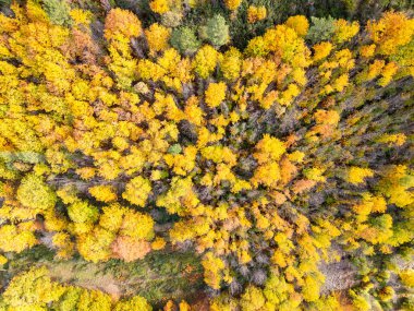 Sonbaharda Sao Lourenco Ormanı. Sarı Kayın Ağaçları. Sonbahar Renkleri. Serra da Estrela, Portekiz. Hava Ekran Görüntüsü