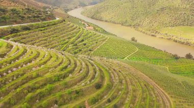 Douro Vadisi. Çiçekli Badem Ağaçları, Üzüm bağları ve Terasları olan Yeşil Tepeler. Douro Nehri. Kuzey Portekiz. Hava görüntüsü. İleriye Taşınma