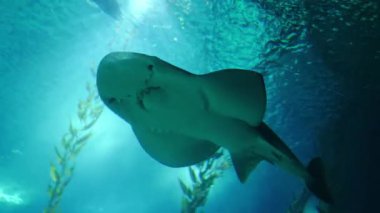 Muhteşem bir köpekbalığı vatozunun altında, yukarıdan süzülen güneş ışınlarıyla berrak mavi akvaryum suyunda yüzüyor. Deniz yaşamı ve doğa temaları için mükemmel..