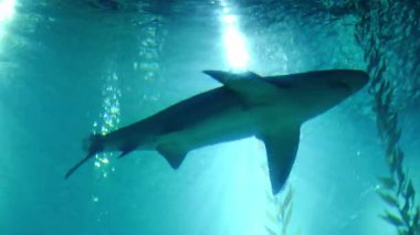 Açık mavi sularda zarifçe yüzen büyük bir köpekbalığının düşük açılı görüntüsü, parlak güneş ışınları yüzeye süzülüyor ve arka planda yosun var..