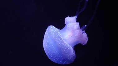 Mavi ışıklı beyaz benekli denizanaları grubu siyah bir arka plana karşı derin sularda yüzüyorlar.